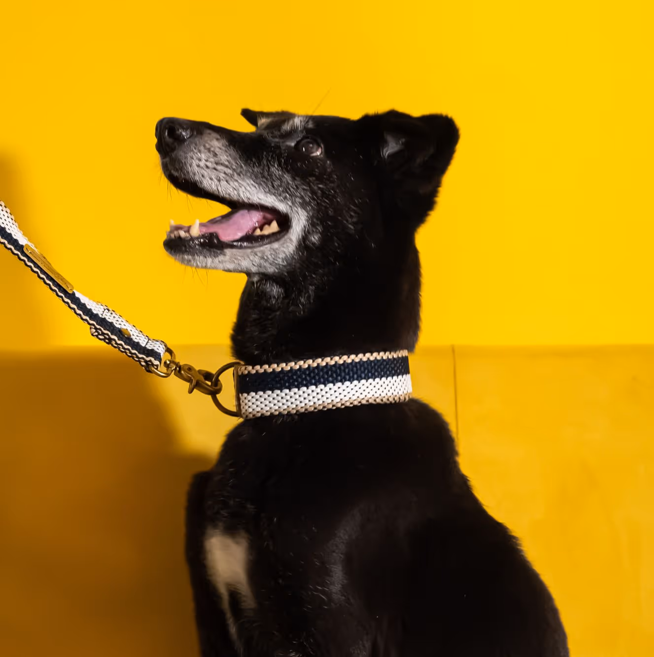 Photography — Coats n paws